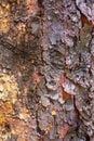 Bloodwood bark tree native to Australia Royalty Free Stock Photo