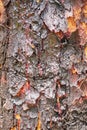 Bloodwood bark of native tree in Australia Royalty Free Stock Photo