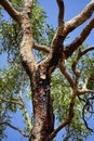 Bloodwood Tree, Red bloodwood is a medium-sized Australian hardwood Royalty Free Stock Photo