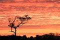 Bloodwood tree with glowing sunset in background