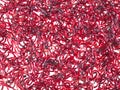 Bloodworm Royalty Free Stock Photo