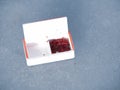 bloodworm in white box as bait for jig on ice fishing. winter fishing