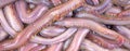 Bloodworms Royalty Free Stock Photo