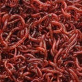 Bloodworms