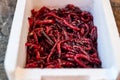 Bloodworms and maggots in the fishing container Royalty Free Stock Photo