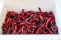 Bloodworms and maggots in the fishing container Royalty Free Stock Photo