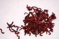Bloodworms midge larvae is common life food for aquarium fish and live-bait for fishing