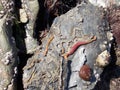 Bloodworms and marine life under rocks at the beach