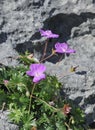 Bloody Crane's-bill Royalty Free Stock Photo