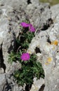 Bloody Cranesbill Royalty Free Stock Photo