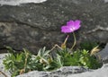 Bloody Cranesbill