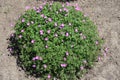 Bloody cranesbill in bloom in the garden