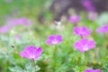 Bloody cranesbill flower Royalty Free Stock Photo