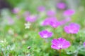 Bloody cranesbill flower