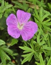 Bloody Cranesbill