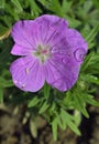 Bloody Cranesbill