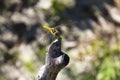 A bloody dragonfly with yellow wings sits on a grey wooden branch on a Sunny day. Insect in the wild. Sympetrum sanguineum Royalty Free Stock Photo