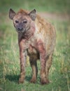 Bloody Hyena Royalty Free Stock Photo