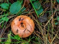 Bloody milk cap mushroom Lactarius sanguifluus isolated in the forest ground