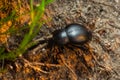 Bloody Nosed Beetle, Blood Spewer Beetle, Blood Spewing Beetle, Timarcha tenebricosa Royalty Free Stock Photo