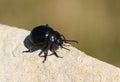 A Bloody-nosed Beetle, Timarcha tenebricosa, walking over a rock. Royalty Free Stock Photo