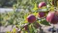 Bloody Ploughman apple tree with red fruit ready to harvest on the orchard farm