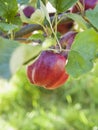 Bloody Ploughman - delicious fruit red apple on a tree in the orchard. Royalty Free Stock Photo