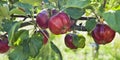 Bloody Ploughman -  delicious fruit red apple on a tree in the orchard. Royalty Free Stock Photo