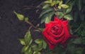 Bloody rose and drops of morning dew. English garden Royalty Free Stock Photo