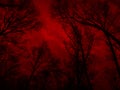 Bloody sunset in the forest. Black silhouettes of tall trees on a red foggy background. Horror mystic occult nightmare creepy fear Royalty Free Stock Photo