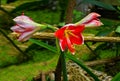 Amaryllis Hippeastrum puniceum, South America Royalty Free Stock Photo