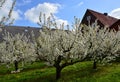 Bloom Aplle Trees in Spring in the Old Country, Lower Saxony