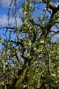 Bloom Apple Tree in the Old Country at the River Elbe, Lower Saxony Royalty Free Stock Photo