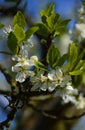 Bloom Apple Tree in the Old Country at the River Elbe, Lower Saxony Royalty Free Stock Photo