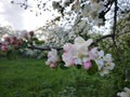 Bloom of apple tree, springtime, close-up