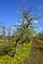 Bloom Apple Trees in the Old Country at the River Elbe, Lower Saxony Royalty Free Stock Photo
