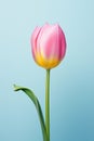 Spring blossoming floral flower nature tulip red Royalty Free Stock Photo