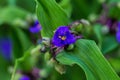 Bloom of a blue Widows Tears with an insect at work