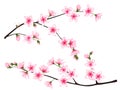 Bloom branch with pink flowers, buds illustration Royalty Free Stock Photo