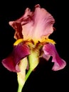 Bloom of brown iris Royalty Free Stock Photo