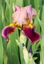 Bloom of brown iris Royalty Free Stock Photo