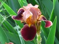 Bloom of brown iris growing flower in garden, floral background. . Spring, summer, autumn outdoor garden flowers. Royalty Free Stock Photo