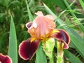 Bloom of brown iris growing flower in garden, floral background. . Spring, summer, autumn outdoor garden flowers. Royalty Free Stock Photo