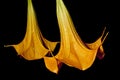 Bloom of Brugmansia Royalty Free Stock Photo