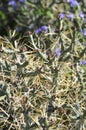 Desert Bloom Series - Diamond Cholla - Cylindroputia Ramosissima