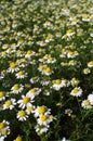 Bloom of chamomile flower in garden.