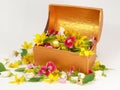 Bloom chest Royalty Free Stock Photo