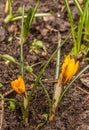 Bloom crocus Early Gold in spring