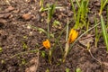 Bloom crocus Early Gold in spring