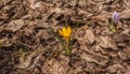 Bloom crocus Early Gold in spring